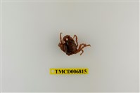 藏品(短指和尚蟹)的圖片